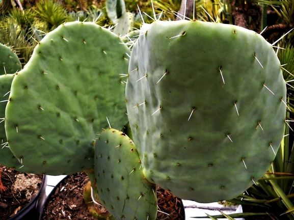Opuntia robusta var. Silver Dollar | The Cactus King